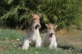 FOX TERRIER 084